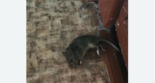 Дезинфекция от мышей в Тайшете